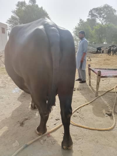 Ravi bhens ,, buffalo  for sale