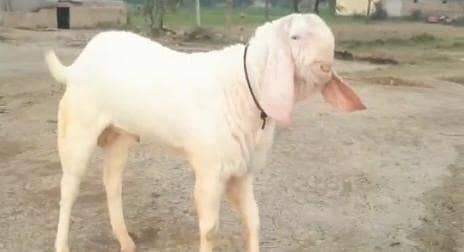 rajanpuri Bakra qurbani ke liye mashallah sehat mand