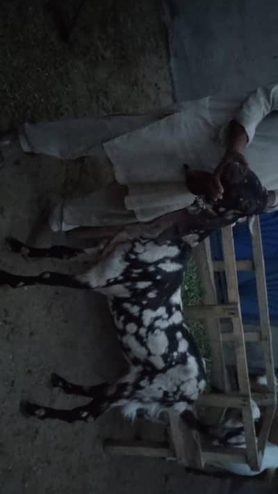 Animals for sale on Bakra Eid