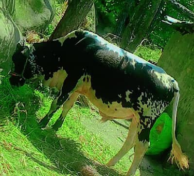 Desi bull