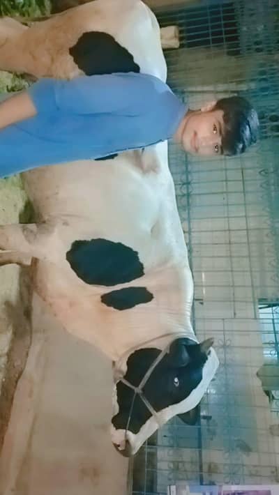 Australian bull for sell