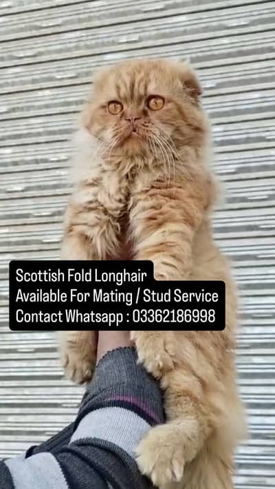 Scottish Fold / British Shorthair for mating