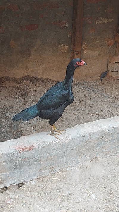 aseel maddi home breed pathi black hean