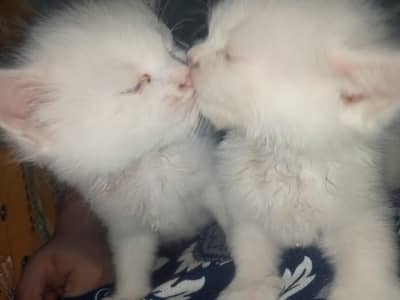 cats Persian