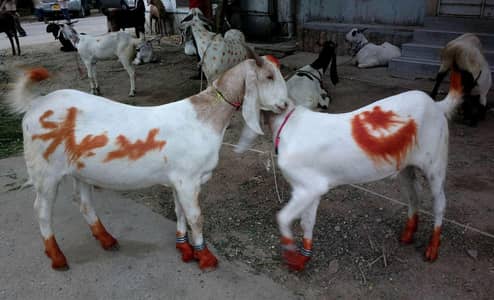 Eid 2nd, 3rd Day Qasia available