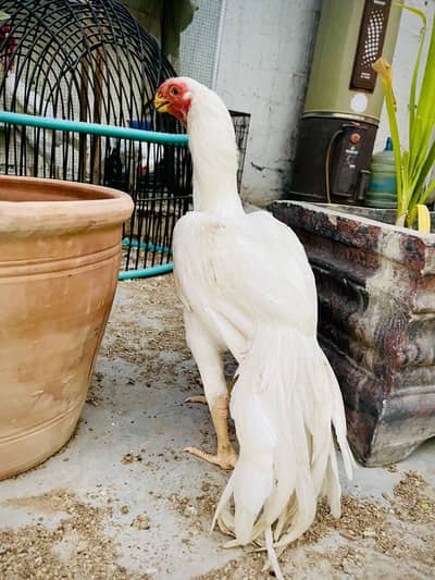 Indian Parrot Beak Top Quality Young Male For Sale