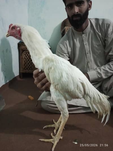 Aseel Heera Murga