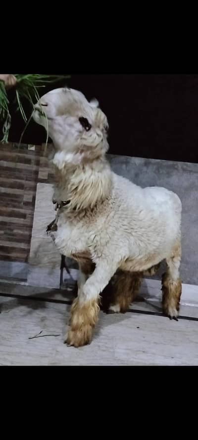 Mundra jori for sale
