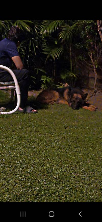 German shepherd double coat for sale
