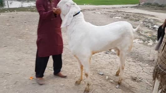 Rajhanpuri Qurbani Goat Heavy Weight 2 Teeth//03233558634