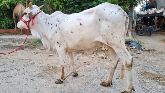 cow for sale 2 dant