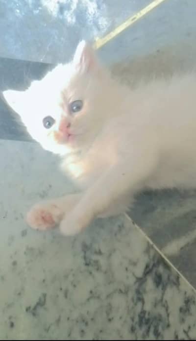 Persian Baby Cats Available