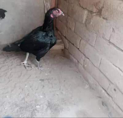 miawali