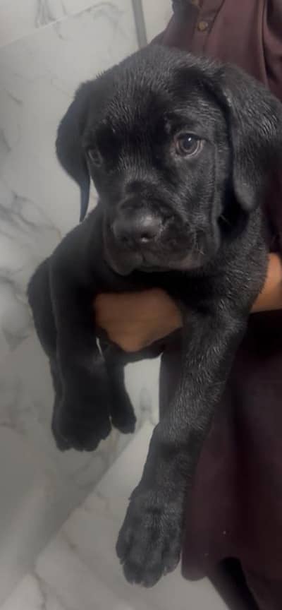 Cane Corso Jet Black Male Pup