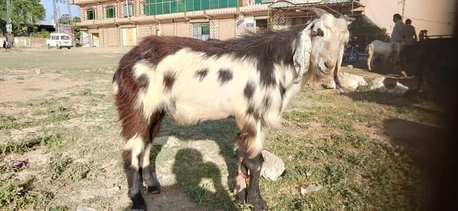 Goat selling for Qurbani 1600 per kilo