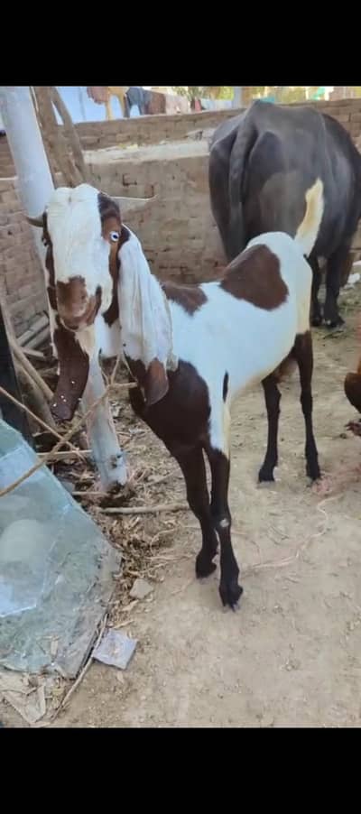 mashahllah qurbani ky liye khubsurat bkra