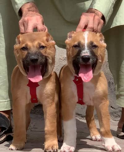 Turkish kangal piar for sale available