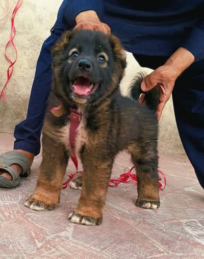 Afghan Kuchi dog male full security dog for sale available