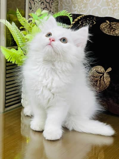 Persian Kittens | Triple Coated | Fluffy Kittens | For Sale | COD Ava