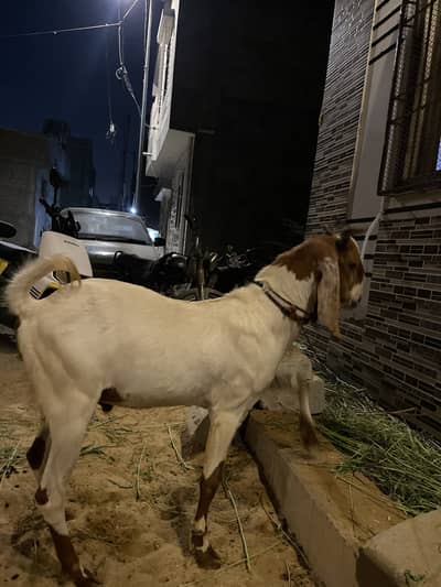 2 Dant Bakra
