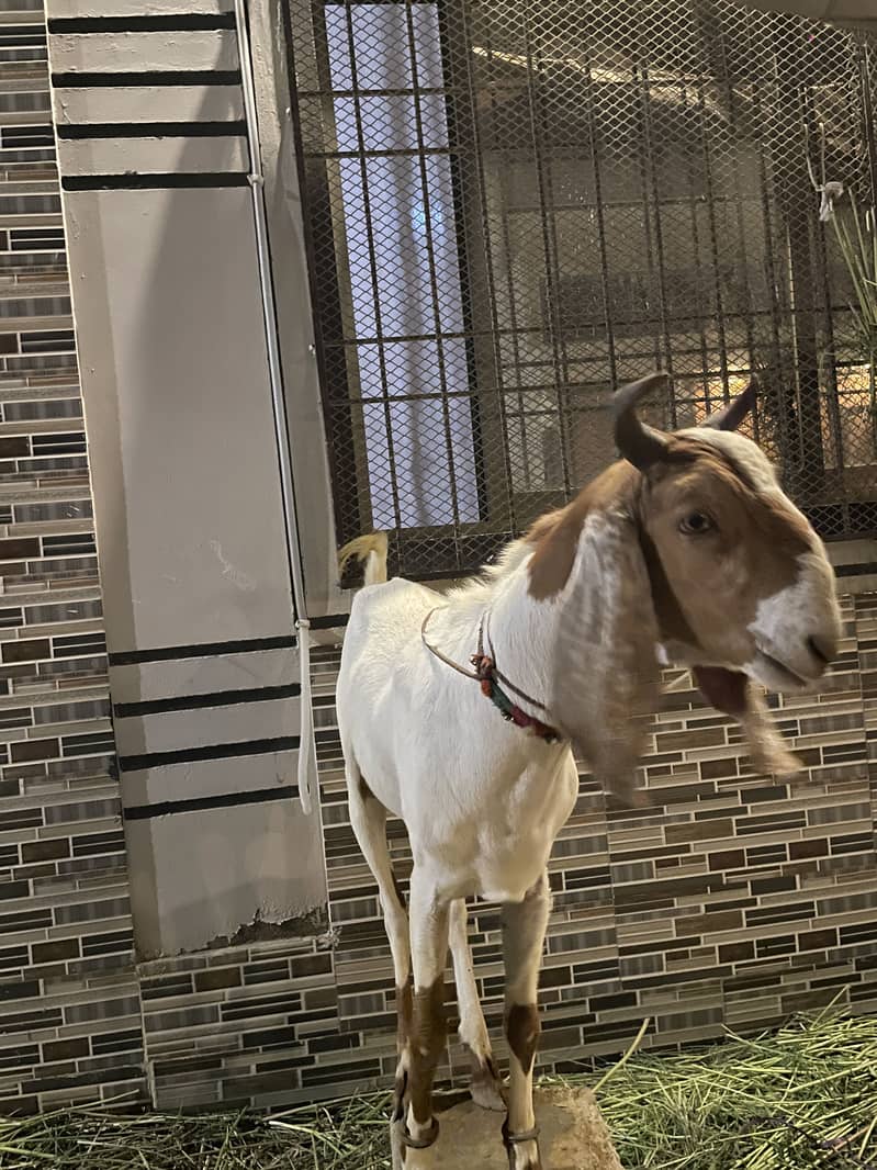 2 Dant Bakra 1