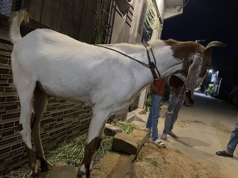 2 Dant Bakra 2