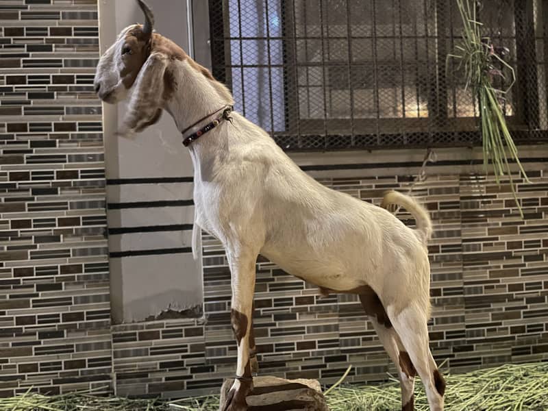 2 Dant Bakra 3