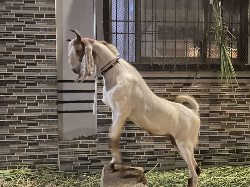 2 Dant Bakra 4