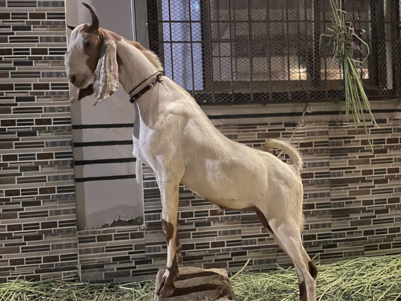 2 Dant Bakra 5