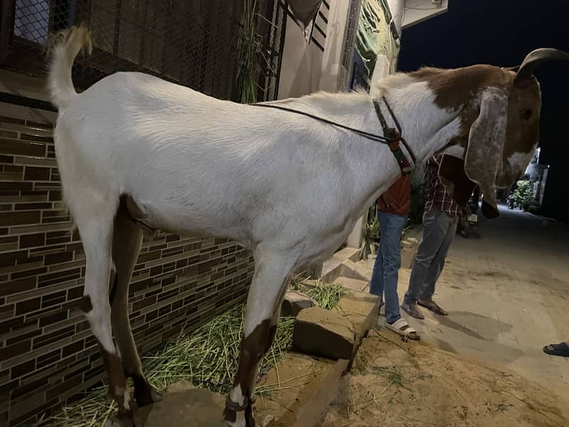 2 Dant Bakra 6