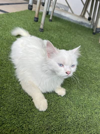 persian cat