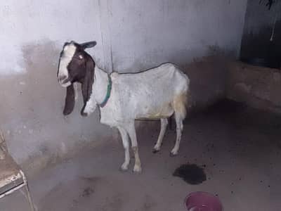 goat for sale
