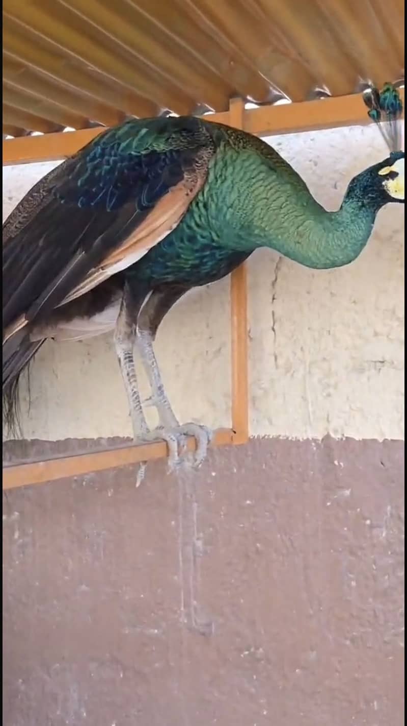 Green J 3