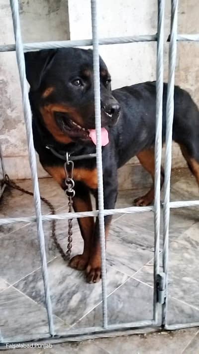 rottweiler dog full train Good health completely vaccination