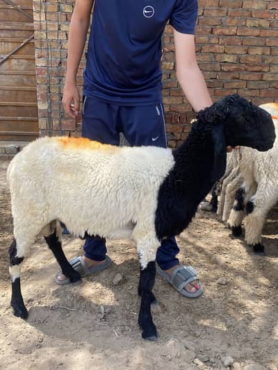Chatry for sale 1300 rupa kilo 0342:0987931