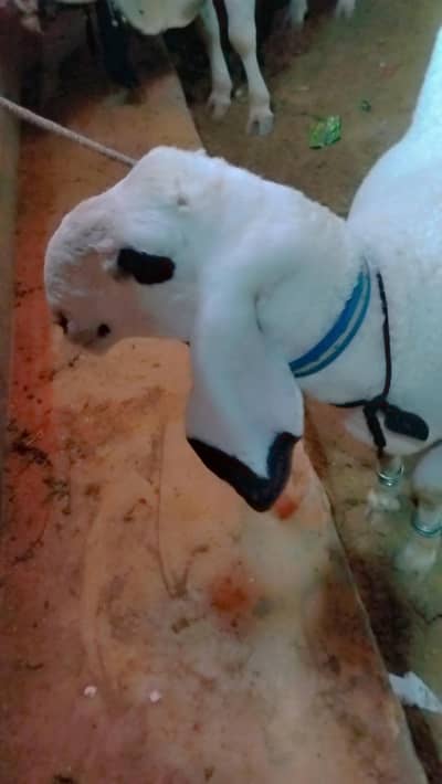 sheep/دنبہ