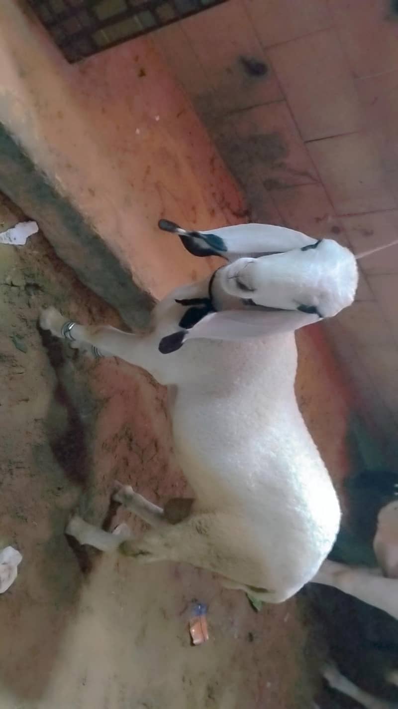 sheep/دنبہ 2