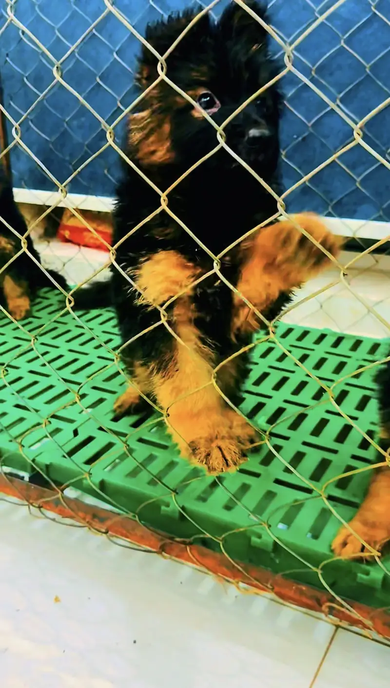 German shepherd puppies — photo 3