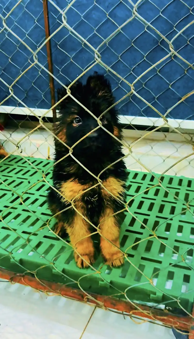 German shepherd puppies — photo 4