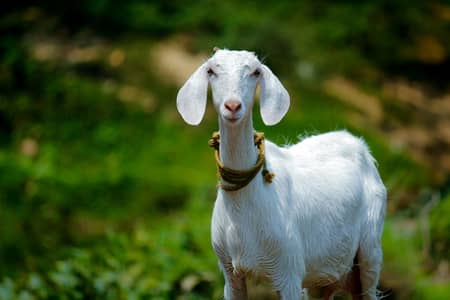 qurbani K janwar ham say zeba karwaye