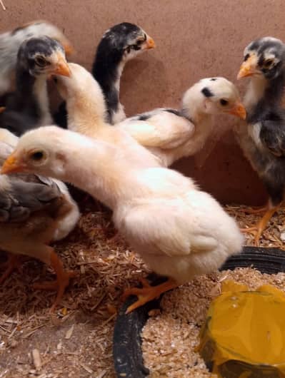 shamo chick's and golden buff male
