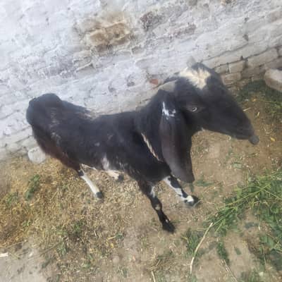 4 dant goat female