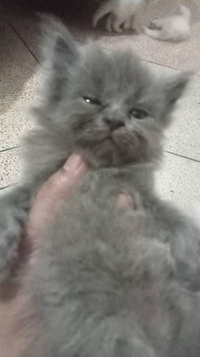 cats baby for sale