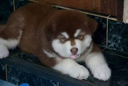 Husky Alaskan malamute puppies