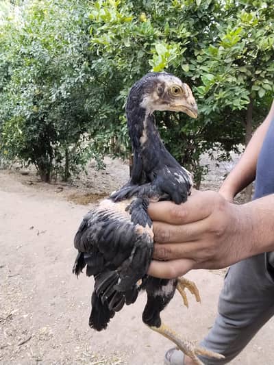 PURE ASEEL KUNGUS CHICKS FOR SALE AGE 2 MONTH