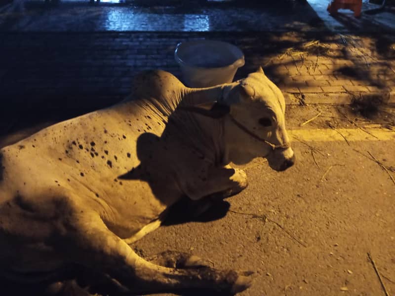 ویڑا فار سیل ارجنٹ فورسی ئر دوندا ویڑا ہے تین من گوشت دیسی دیسی نسل کا 2