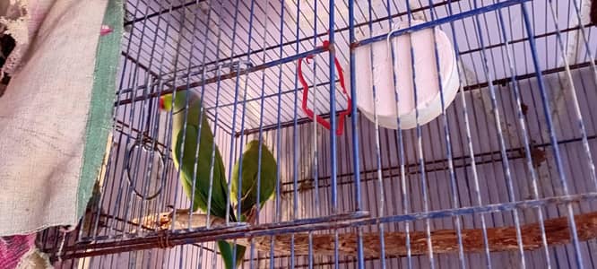 Ring neck % breeder Pair and 2  Jawa Pairs