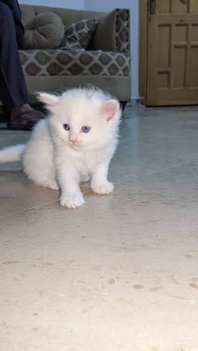 Pure Persian breed babies