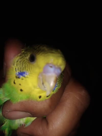 budgis