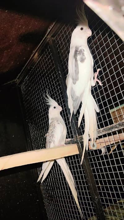 full breeder pair